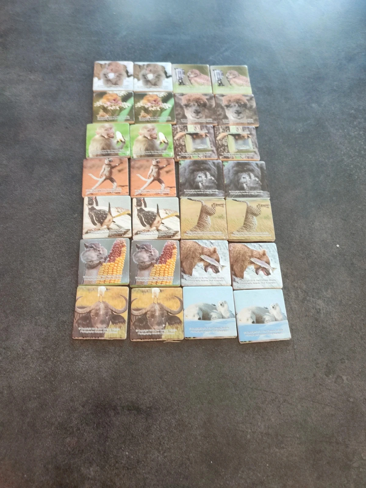 Memória animaux – photo 3